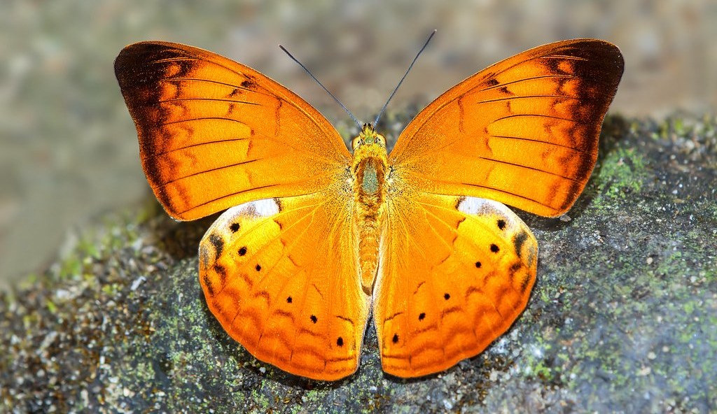 tamil-nadu-declares-the-tamil-yeoman-as-state-butterfly