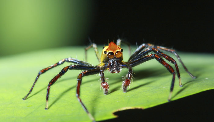 new-trapdoor-spider-species-discovered-in-odisha