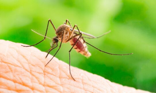 national-dengue-day-16th-may-2021